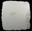 Fossil Dragonfly (Tharsophlebia) - Solnhofen Limestone #62647-1